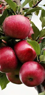 Red apples hanging from a tree branch against the sky.