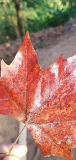 Close-up of a red autumn leaf against nature's backdrop.