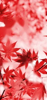 Red autumn maple leaves close-up with blurred background.