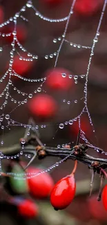 Close-up of red berries with spider web covered in water droplets.