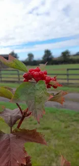 Red berries and green countryside backdrop with a wooden fence.