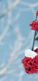 Red berries with snow on a branch against a blue sky.