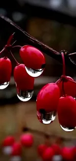 Close-up of vivid red berries with bright water droplets on a dark rustic background.