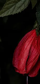 Red flower against a dark green leafy background.