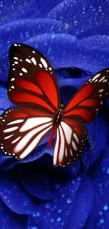 Red butterfly resting on vibrant blue rose petals.