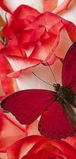 Vibrant red butterfly resting on red and white roses, perfect for mobile wallpaper.