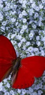 A red butterfly resting on white flowers.