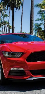 Bright red car driving on a palm-lined road.