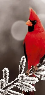 Red cardinal perched on frosty branch with blurred background.