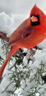 Red cardinal bird on snowy branch in winter scene wallpaper.