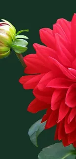 Vibrant red dahlia with a dark green backdrop.