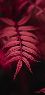 Crimson red fern leaf vibrant and elegant mobile wallpaper.