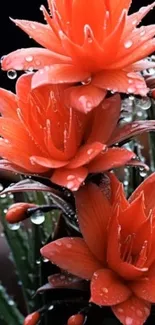 Vibrant orange flowers with dewdrops on petals.