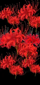 Red flowers on a black background mobile wallpaper.