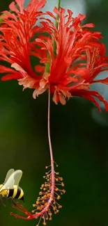 Red flower with a bee on green background mobile wallpaper.