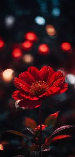 Red flower with bokeh background.