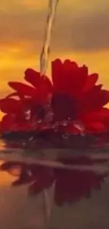 Red flower floating in golden sunset water.