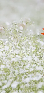 Red flower in white field creating a serene mobile wallpaper.