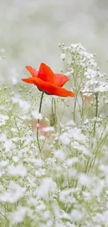 Red flower in a white floral meadow wallpaper.