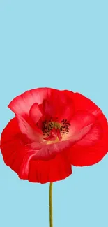 Vibrant red flower on a blue background wallpaper