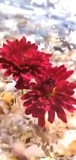 Red flowers floating in sparkling water.