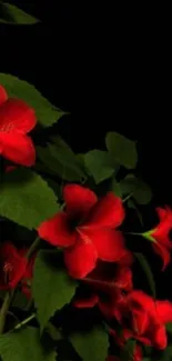 Red hibiscus flowers on dark background with green leaves.