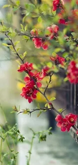 Red flowers blooming on a green branch in soft focus.