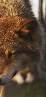 Red Fox Fox Carnivore Live Wallpaper