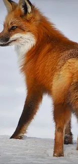 Red fox standing in snowy landscape, showcasing its vibrant fur.