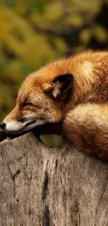 Serene red fox resting on a log in autumn woodland.