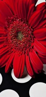 Red gerbera flower on black and white polka dot background.