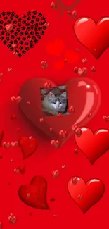 Cute cat in red heart mobile wallpaper with love theme.