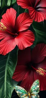 Red hibiscus flowers with butterfly on green leaves.