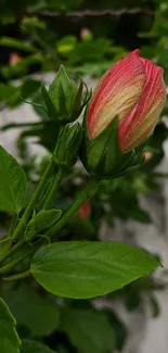 Vibrant red hibiscus bud with lush green leaves.