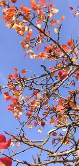 Branches with red leaves against a blue sky, capturing autumn beauty.
