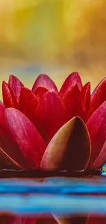 Vibrant red lotus floating on calm water surface.