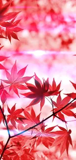 Red maple leaves wallpaper with a vibrant aesthetic