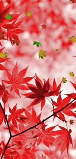 Mobile wallpaper with vivid red maple leaves.