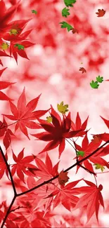 Red maple leaves create a vivid, natural mobile wallpaper.