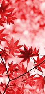 Red maple leaves create vibrant mobile wallpaper.