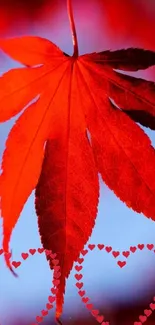 Red maple leaf with heart designs on blue background.