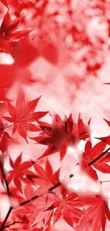 Beautiful red maple leaves create an autumn-themed mobile wallpaper.