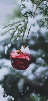 Red ornament on snow-covered tree branch.