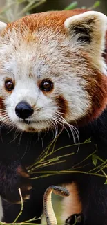 Red panda close-up with snake and green foliage background.