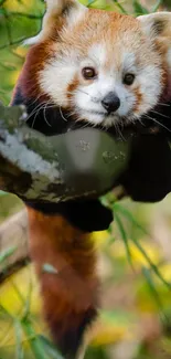 Red Panda Branch Plant Live Wallpaper