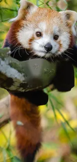 Red Panda Carnivore Plant Live Wallpaper