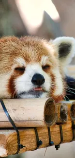 Red Panda Carnivore Whiskers Live Wallpaper