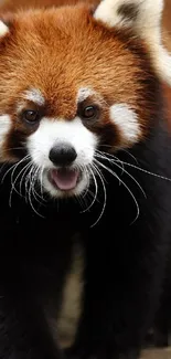 Red Panda Carnivore Whiskers Live Wallpaper