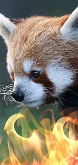 Close-up of a red panda in lush green environment.