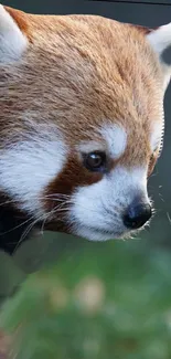 Close-up of a red panda with lush fur, perfect for mobile wallpaper.